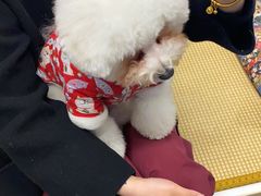 -柴迷FANS CLUB·柴犬狗咖·猫咖