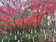 -南京市江宁方山