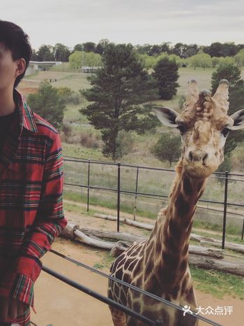 豪华酒店不再单调，动物来陪睡