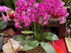 -双季花艺园艺市场(浦东店)