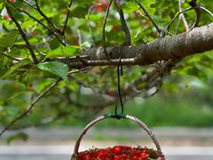 -北宅大永樱桃采摘基地(崂山总部)