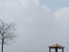 -大塘金香草谷