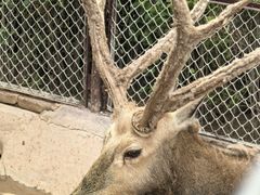 -青藏高原野生动物园