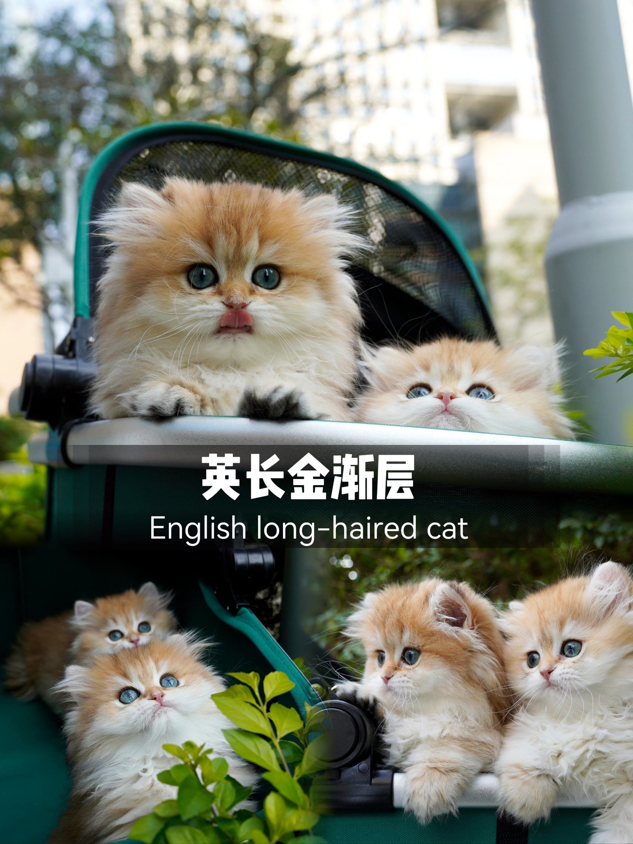 英长金渐层|售后包一年