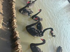 -祥源·阜阳生态乐园