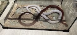 -Moni星球萌宠·小马宝莉·灵蛇·高端高阶全萌宠互动体验俱乐部(红豆国际广场店)