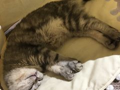 -猫友咖啡店(玉林西路店)