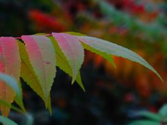 -大青山野生动物园
