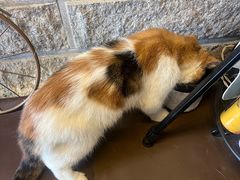 -猫岛主趣味餐厅(鼓浪屿店)