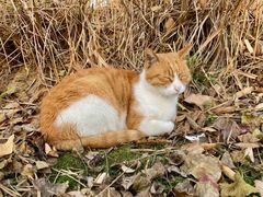 -武汉紫薇都市田园