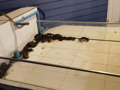 -芭提雅Amporn Seafood自助餐厅