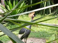 -新加坡飞禽公园