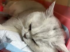 -纳吉亚猫专科动物诊疗中心(蒋宅口分院)