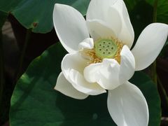 -桂湖森林公园