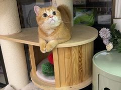 -屋虎猫馆(宝安大仟里店)