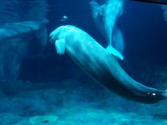 -广东省拱北口岸中国旅行社(华宾营业部)