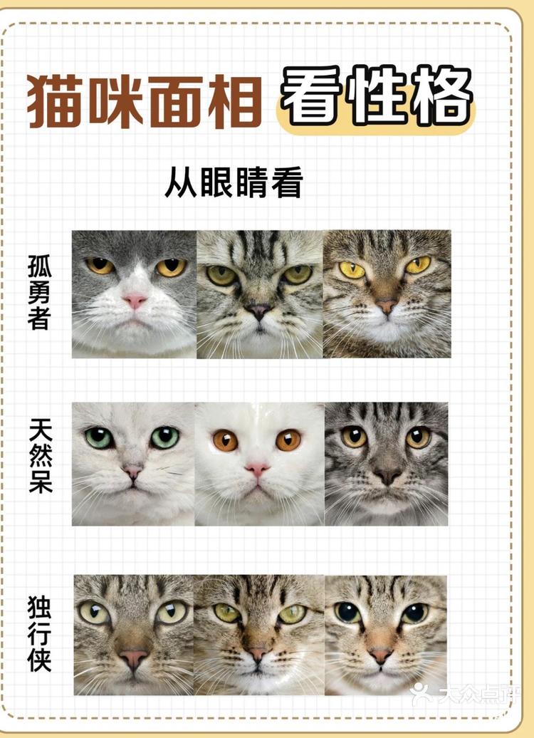 长得像猫的女生面相图片