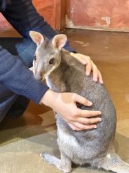 -Zoolung Zoolung动物主题公园(海信广场店)