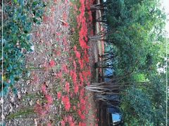 -金陵中学(河西分校)