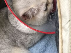 -瑞派长江宠物医院·猫科·外科·24小时夜护(谊城公寓分院)