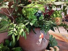 -苏州香格里拉大酒店