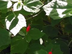 -墨尔本皇家植物园