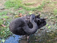 -洋湖国家湿地公园