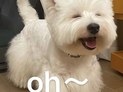-萌宠之家·腊肠犬·马尔泰·小体犬舍