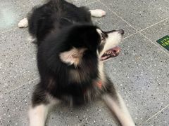 -宠物家(大兴旧宫店)