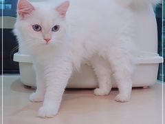 -山宅一喵德文卷毛猫舍