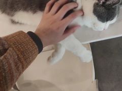 -飞行喵MR PILOT|猫舍·猫咖(静安大融城店)
