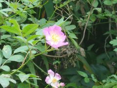 -老字号怡玺·藿香雅鱼(20年雅安店)