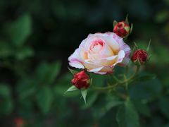 -人民公园(罗湖区)