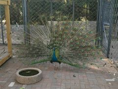 -长白岛森林公园