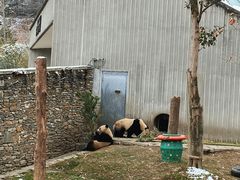 -卧龙中华大熊猫苑神树坪基地