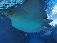 -烟台海昌鲸鲨海洋公园