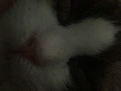 -PETKIT小佩宠物(古北店)