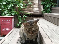 -万松老人塔