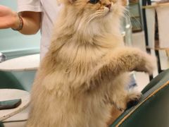 -安格丽娜·狗咖·猫咖羊驼咖(春熙路百盛商场店)