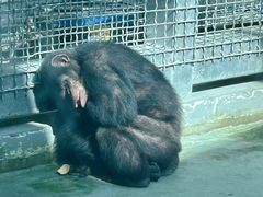 -合肥野生动物园