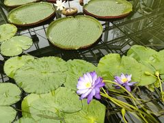 -国家植物园南园