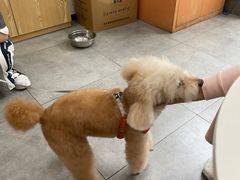 -帕帕拉兹宠物(亚洲旗舰店)