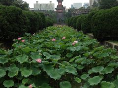 -四川大学(望江校区)