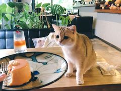 猫～糯米-咖法森林·咖啡  酒吧(天河店)