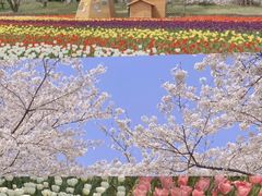 -苏州上方山国家森林公园