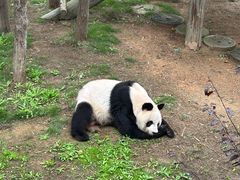 -西霞口神雕山野生动物世界
