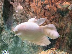 -多彩贵州城极地海洋世界