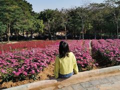 -松山湖梦幻百花洲