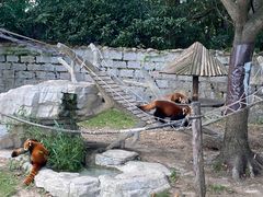 -上海野生动物园