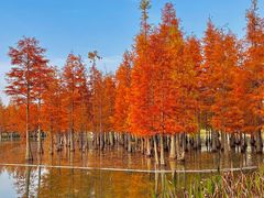 -白鹭湾湿地公园